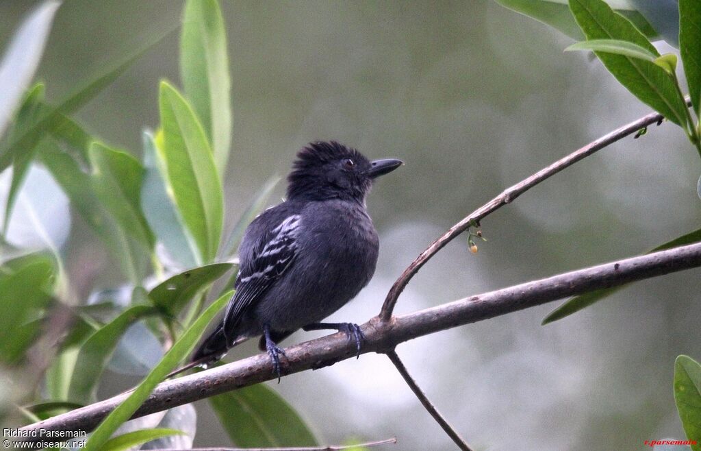 Blackish-grey Antshrike male adult