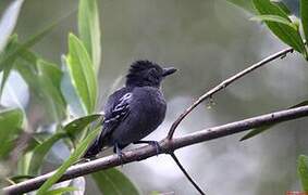 Blackish-grey Antshrike