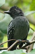 Blackish-grey Antshrike