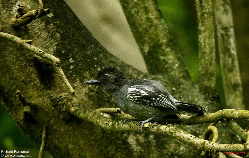 Blackish-grey Antshrike male adult