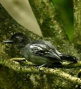 Blackish-grey Antshrike