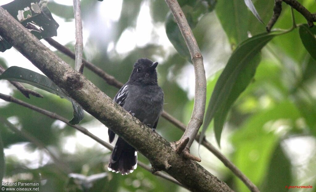 Blackish-grey Antshrike