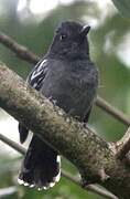 Blackish-grey Antshrike