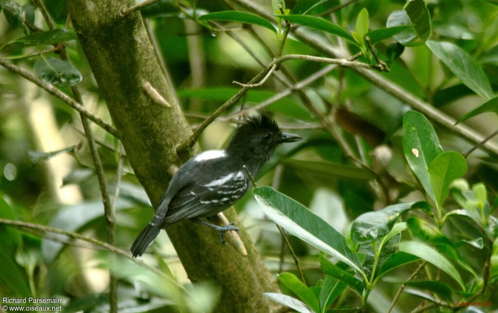 Blackish-grey Antshrike male adult