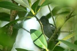 Blackish-grey Antshrike