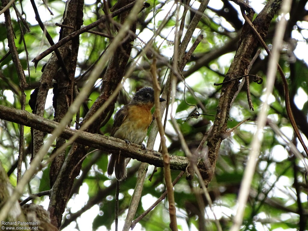 Blackish-grey Antshrike female adult