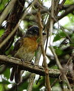 Blackish-grey Antshrike