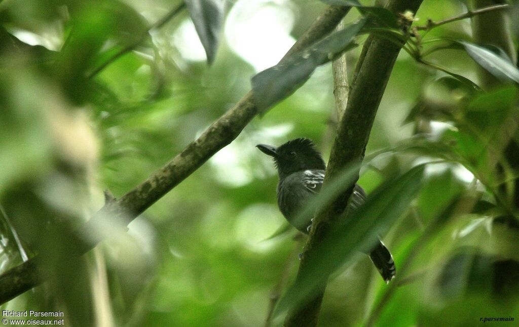 Blackish-grey Antshrike male adult