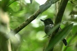 Blackish-grey Antshrike