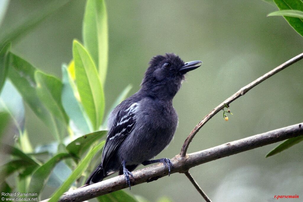 Blackish-grey Antshrike male adult