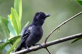 Blackish-grey Antshrike