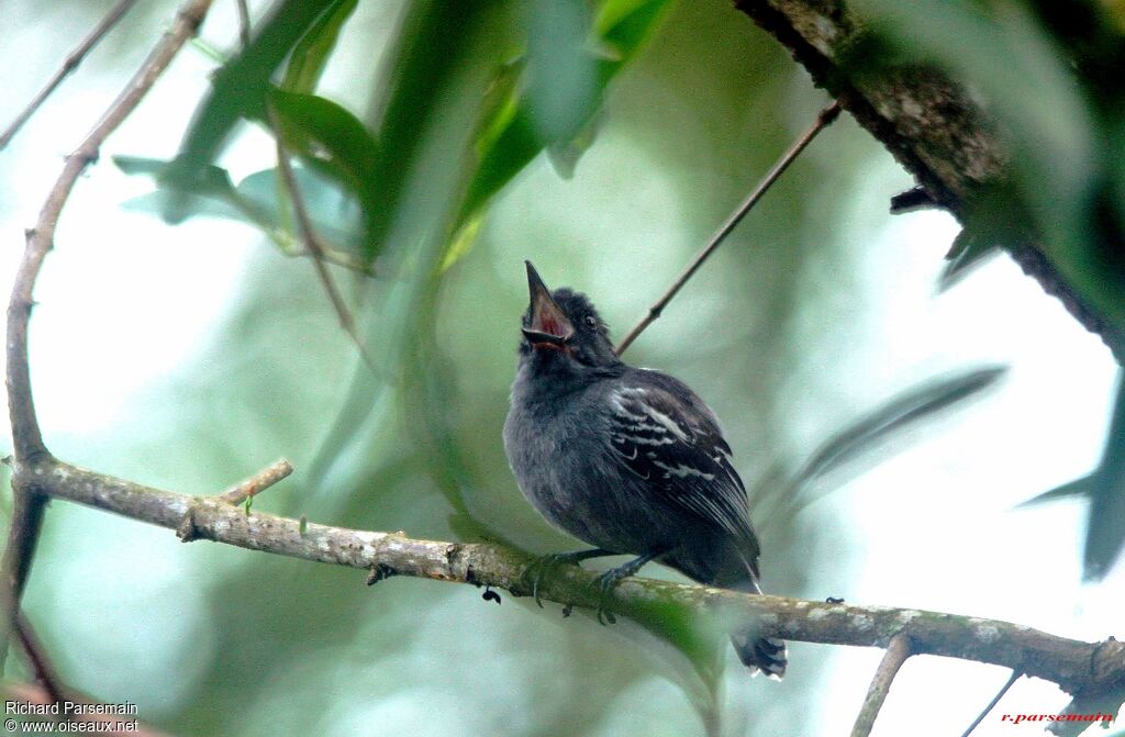 Blackish-grey Antshrike male adult