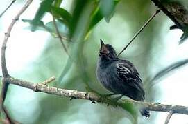 Blackish-grey Antshrike