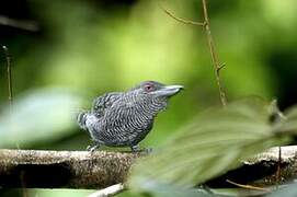 Fasciated Antshrike