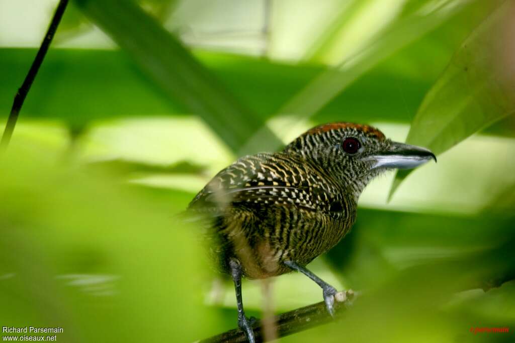 Fasciated Antshrike female adult, aspect