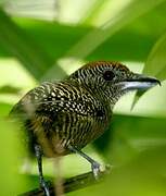 Fasciated Antshrike