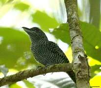 Fasciated Antshrike