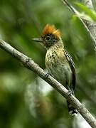 Black-crested Antshrike