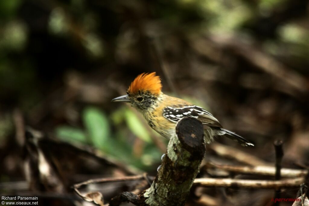 Black-crested Antshrike female adult