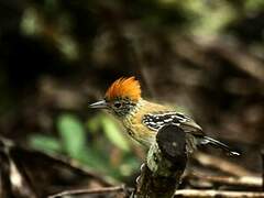 Black-crested Antshrike