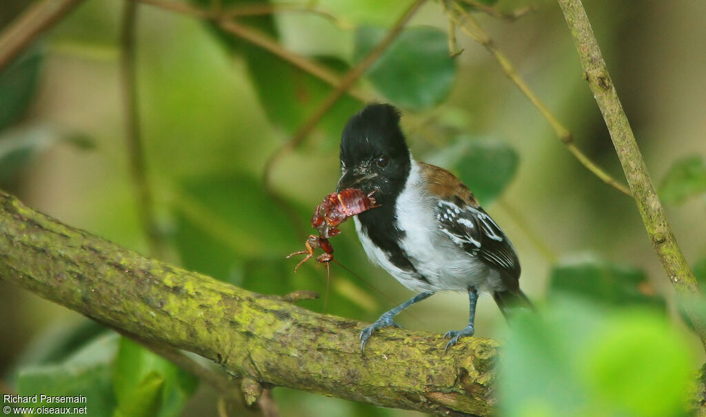 Black-crested Antshrike male adult