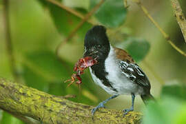 Black-crested Antshrike