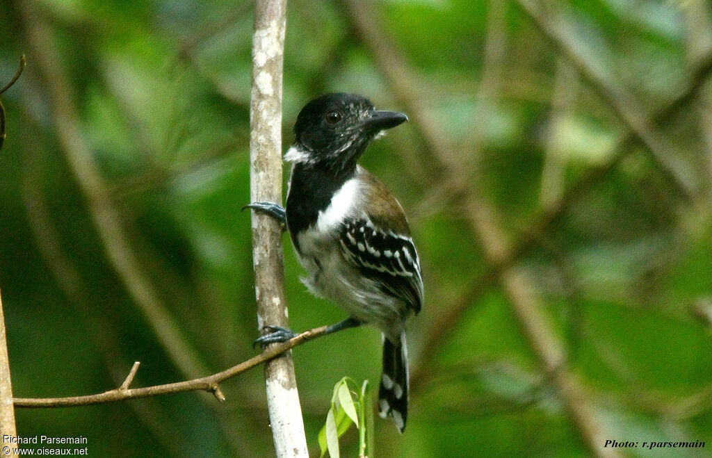 Black-crested Antshrike male adult