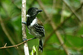 Black-crested Antshrike