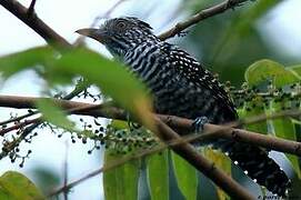 Barred Antshrike