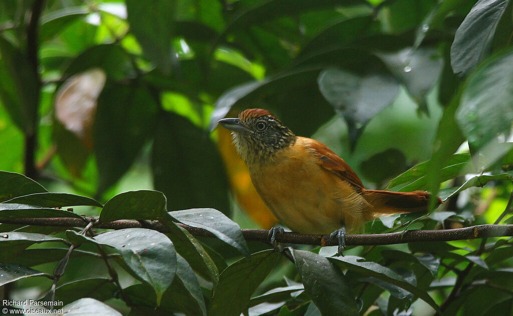 Barred Antshrike female adult