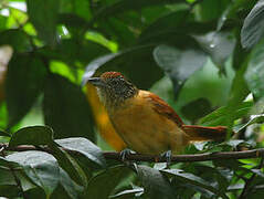 Barred Antshrike