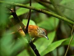 Barred Antshrike