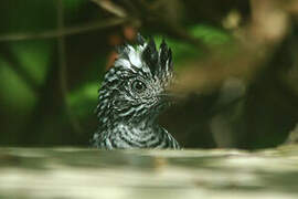 Barred Antshrike