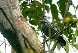 Barred Antshrike