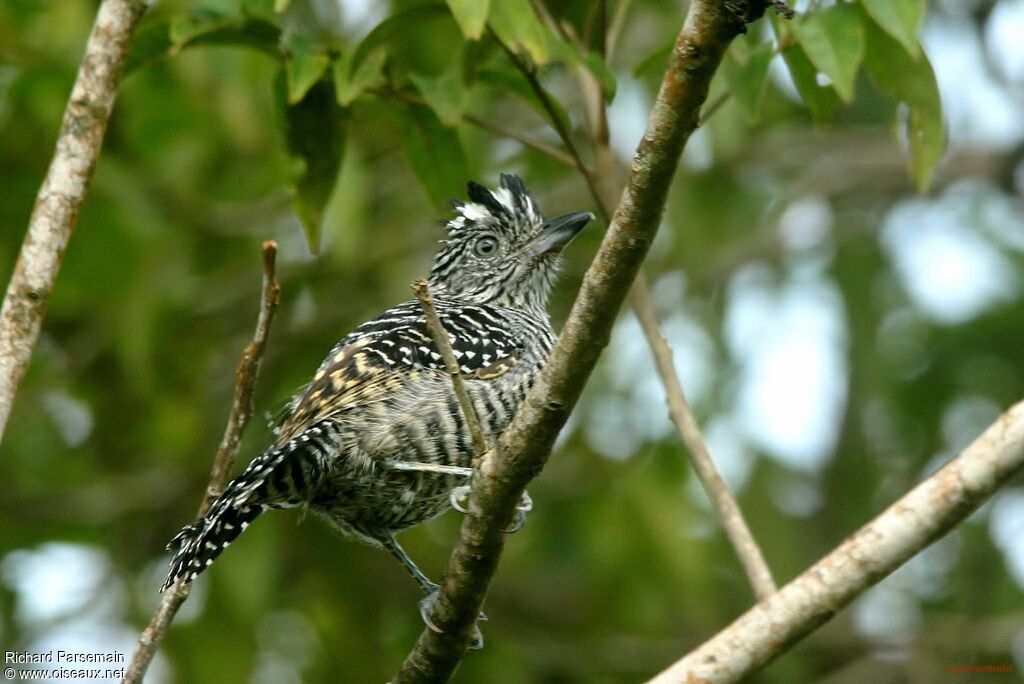 Barred Antshrike male adult