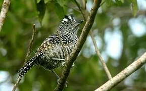 Barred Antshrike