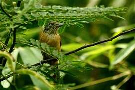 Barred Antshrike