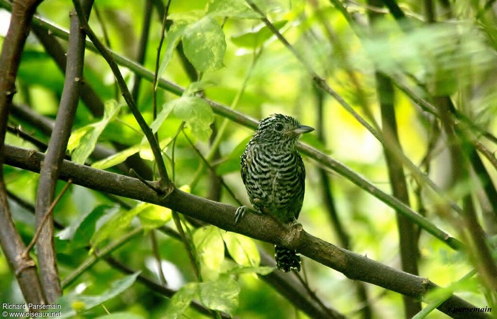 Barred Antshrike male adult