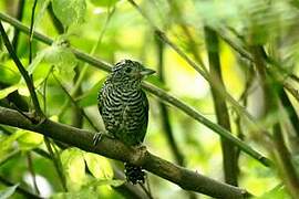 Barred Antshrike