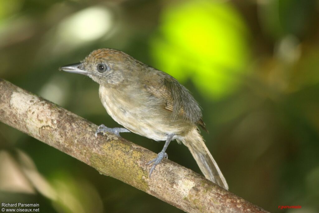 Mouse-colored Antshrikeadult