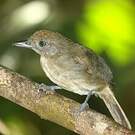 Batara souris