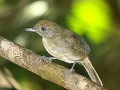 Mouse-colored Antshrike