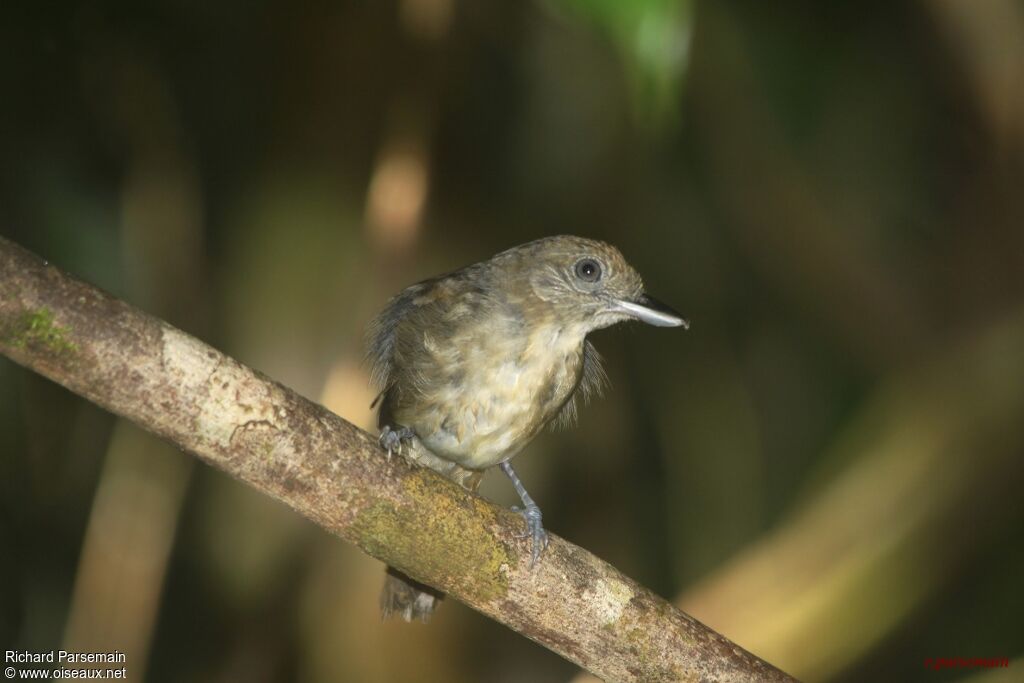 Mouse-colored Antshrikeadult