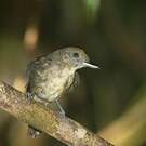 Batara souris