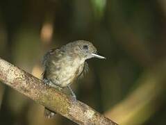 Mouse-colored Antshrike