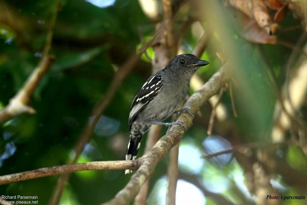 Northern Slaty Antshrike male adult