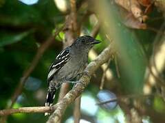 Northern Slaty Antshrike