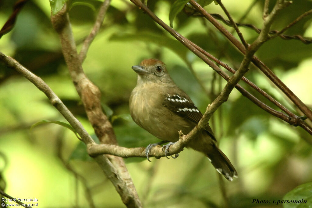 Northern Slaty Antshrike female adult