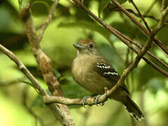 Northern Slaty Antshrike