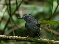 Northern Slaty Antshrike